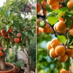 آموزش نگهداری و زمان کاشت هسته زردآلو